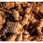 Image result for Turmeric Ginger Plant