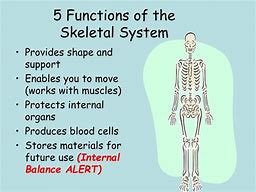 Image result for Skeleton Function