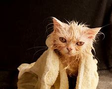 Image result for Bathing Your Cat