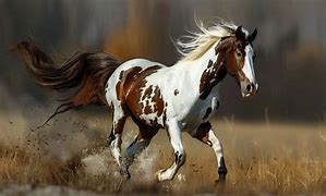 Image result for Morgan Paint Horse