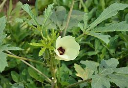 Image result for Ripe Okra