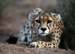 Image result for Deadly Cheetahs