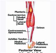 Image result for Calf Muscle Anatomy