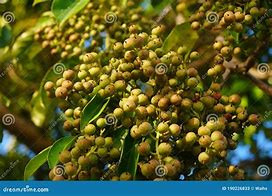 Image result for Camphor Tree Symbol