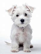 Image result for White Big Terrier