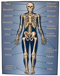 Image result for Every Bone in the Human Body