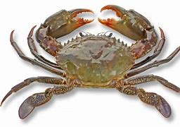 Image result for Hewan Kepiting