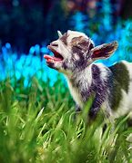 Image result for Goat Babies