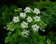 Image result for Conium Maculatum Wetland