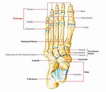 Image result for Phalanges of the Foot Anatomy