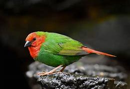 Image result for Aviculture Finch Aviaries