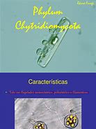 Image result for Chytridiomycota Fish Tank