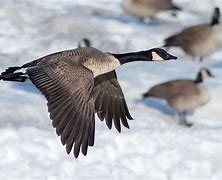 Image result for canada goose predators