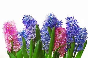 Image result for Desert Hyacinth