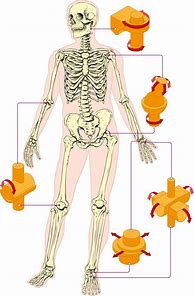 Image result for Human Body Joints