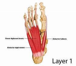 Image result for Plantar Arch of Foot