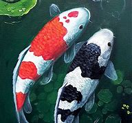 Image result for 13 Koi Carp Image