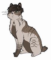 Image result for Maine Coon Cat Fursona