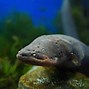 Image result for Electric Eel