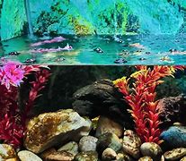 Image result for Aquarium Full of Flowers