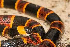 Image result for Alabama Snakes