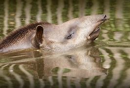 Image result for Tapir Lips