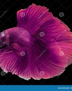 Image result for Purple Betta