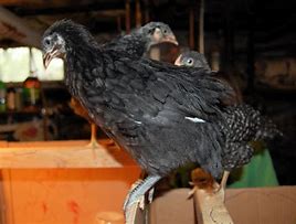 Image result for Blue Australorp Pullets 10 Weeks