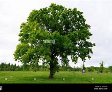 Image result for 45Cm Tree