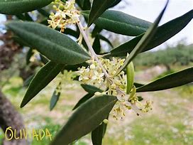 Image result for Olive Tree with White and Red Flowers