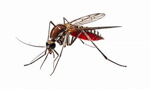 Image result for PNG Mosquito Bed