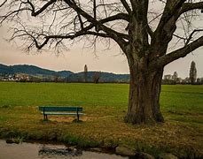 Image result for Bench Nature