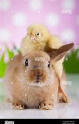 Image result for Easter Bunny Chicken