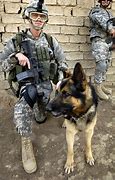 Image result for Military War Dogs