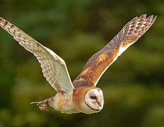 Image result for Neon Barn Owl