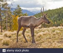 Image result for Female Caribou