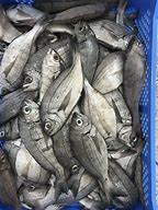 Image result for Black Sea Bream