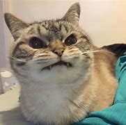 Image result for Anime Cat Mad