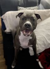 Image result for Pittie Smile