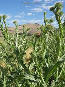 Image result for Scothc Thistle Weed