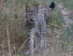 Image result for Lynxes Animal