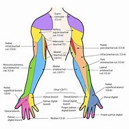 Image result for Flow Chart of Brachial Plexus