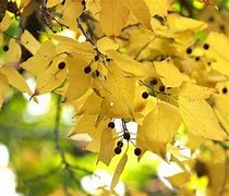 Image result for Michigan BlackBerry Trees