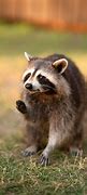 Image result for Raccoons Are Cute