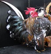 Image result for What Is a Serama Chicken