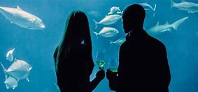 Image result for Cafe Ohio Aquarium Event