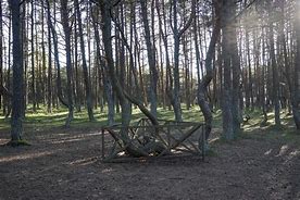 Image result for Bush Tree Maze