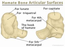 Image result for Hamate Bone