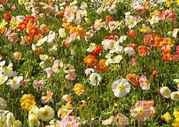 Image result for New Zealand Spring Flowers