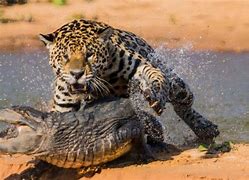 Image result for african jaguar diet